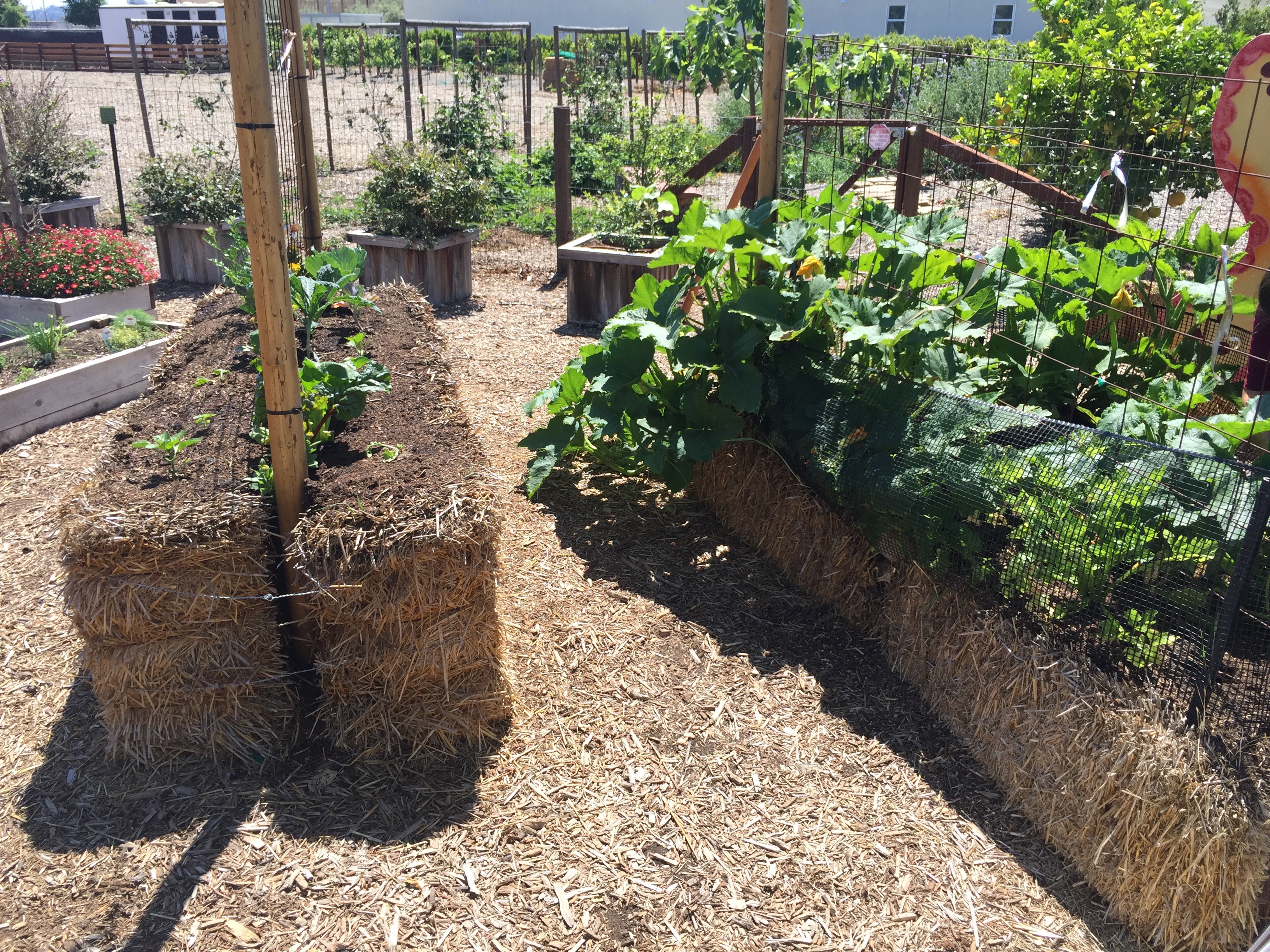 Straw bale garden.jpg