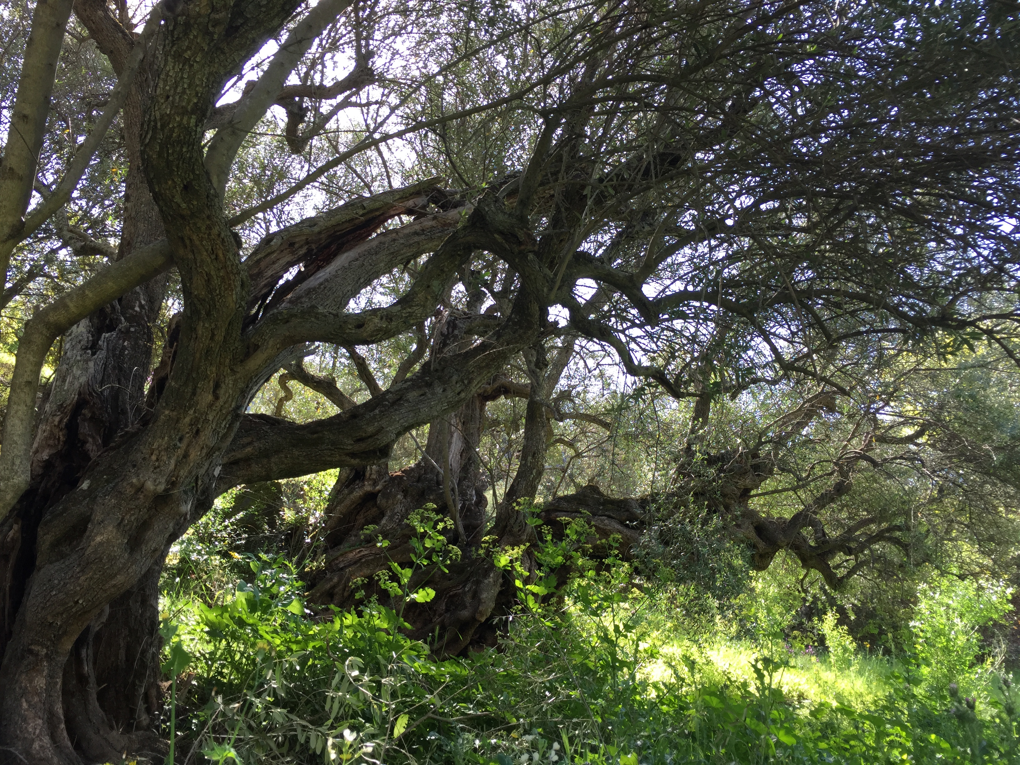 Ribeira do Mosteiro olive grove
